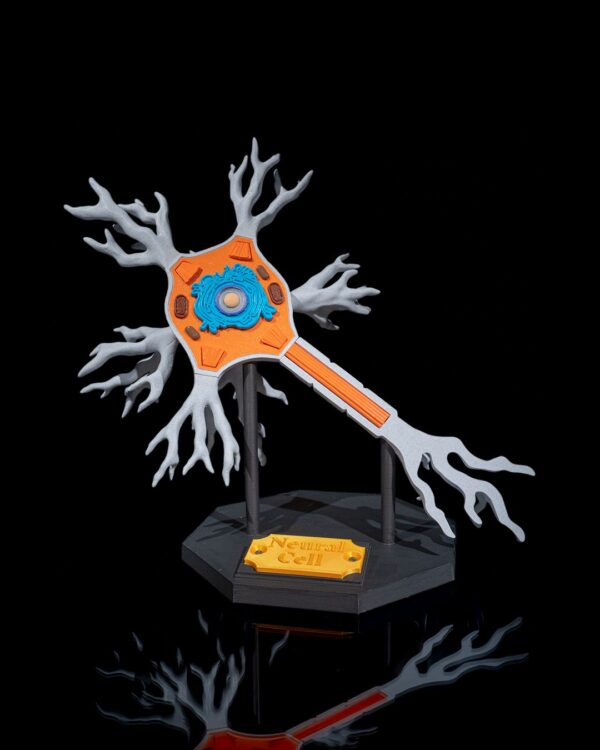 Neural Cell Model - Educational Tool - Image 9