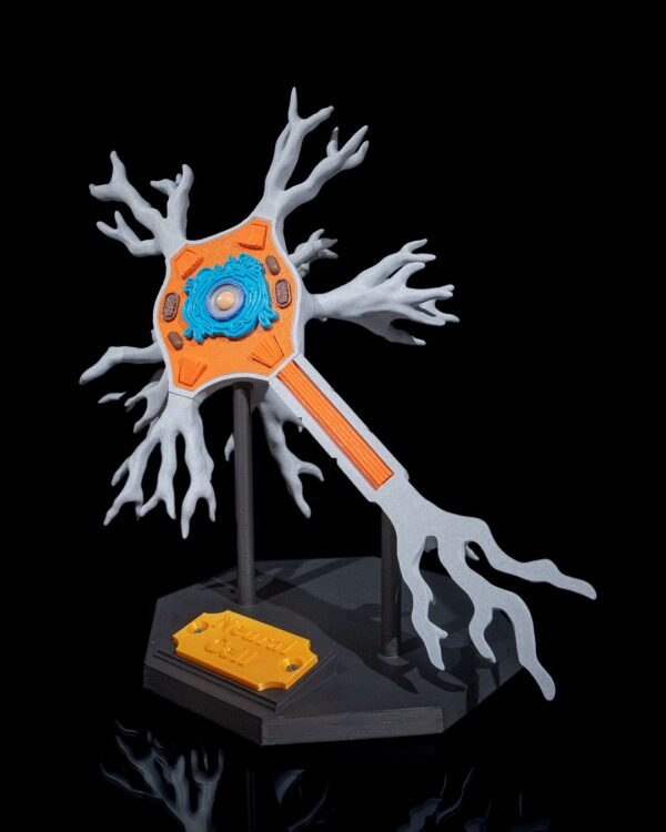 Neural Cell Model - Educational Tool - Image 8