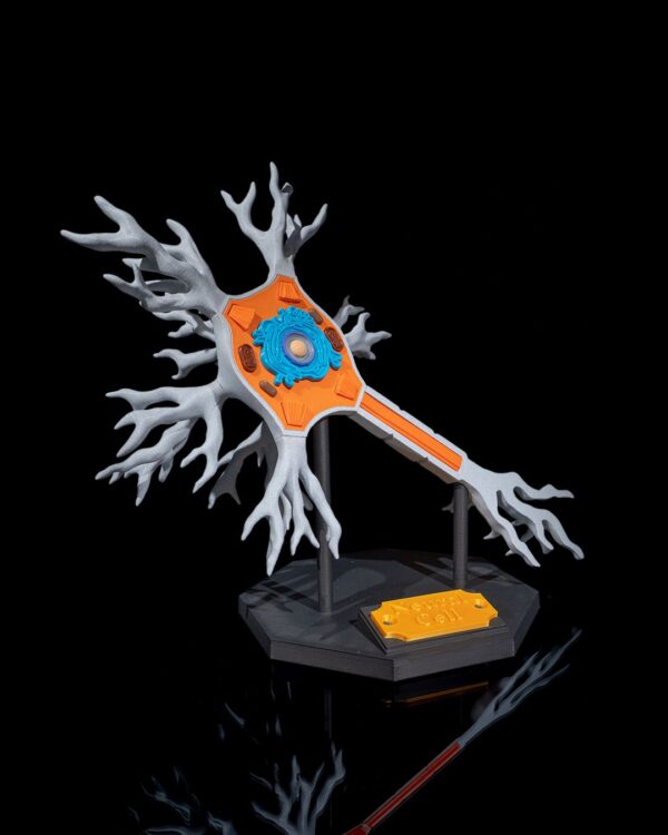 Neural Cell Model - Educational Tool - Image 6