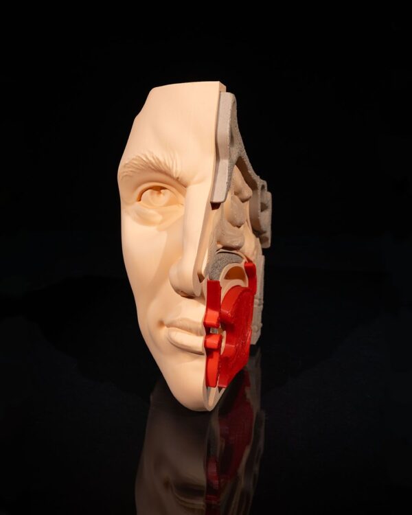 Nose & Sinus Model - Educational Tool