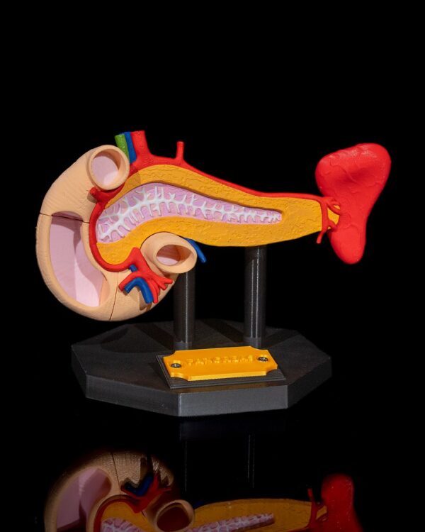 Pancreas Model - Educational Tool - Image 11