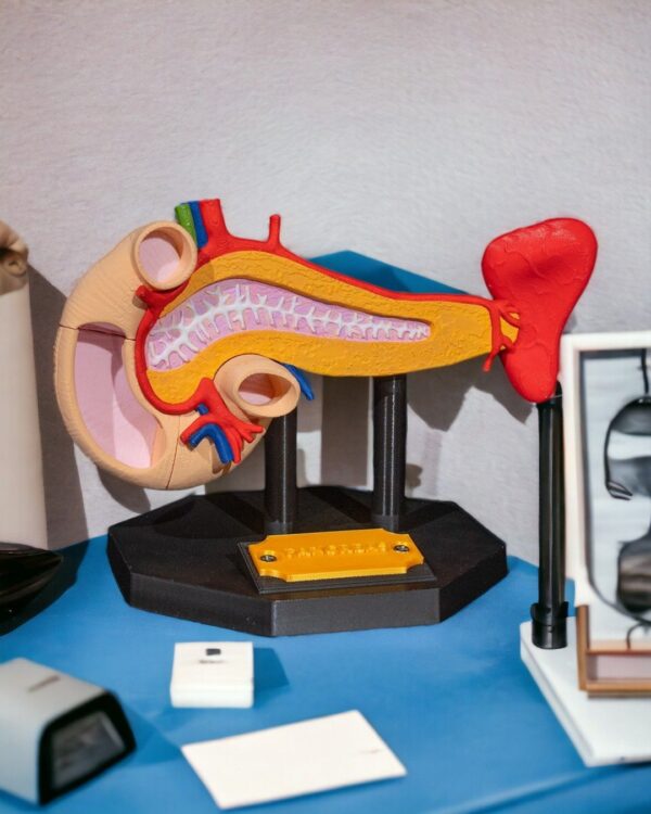 Pancreas Model - Educational Tool - Image 10