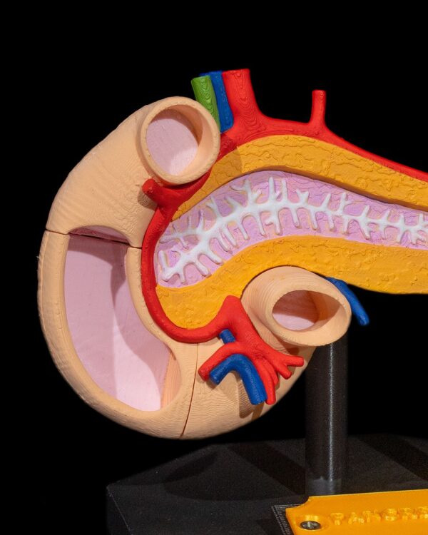 Pancreas Model - Educational Tool - Image 9