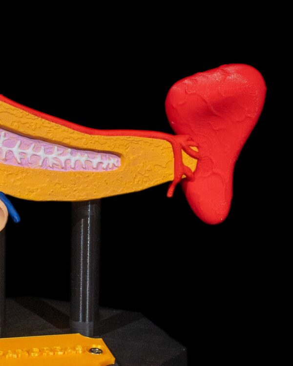 Pancreas Model - Educational Tool - Image 8