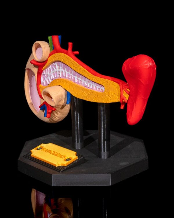 Pancreas Model - Educational Tool - Image 7