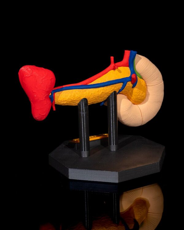 Pancreas Model - Educational Tool - Image 6