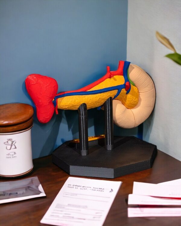 Pancreas Model - Educational Tool - Image 5