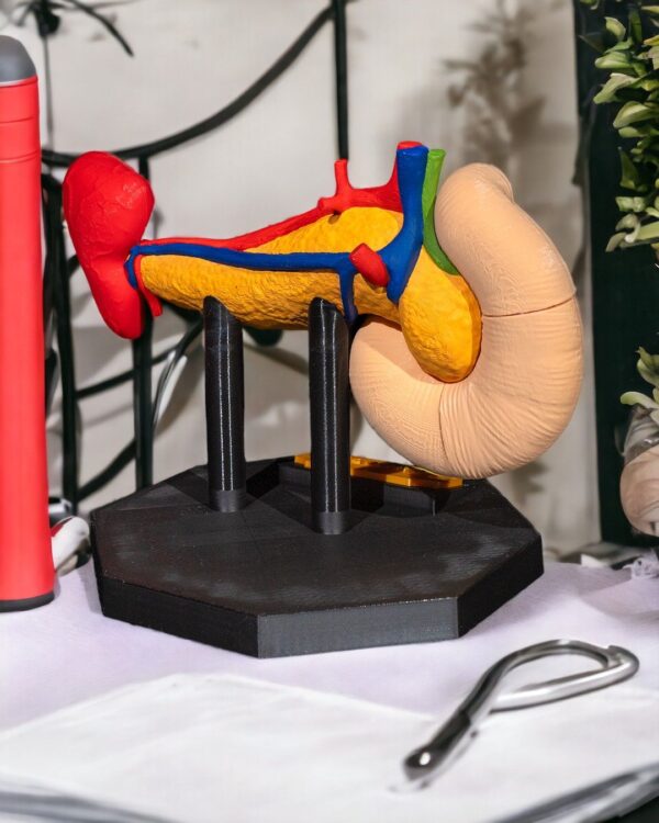 Pancreas Model - Educational Tool