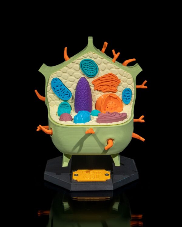 Plant Cell Model - Educational Tool - Image 10