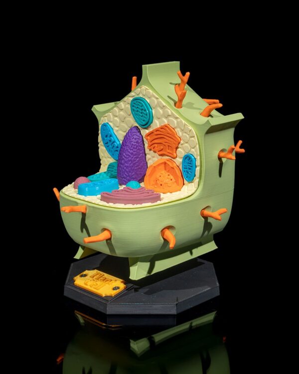 Plant Cell Model - Educational Tool - Image 8