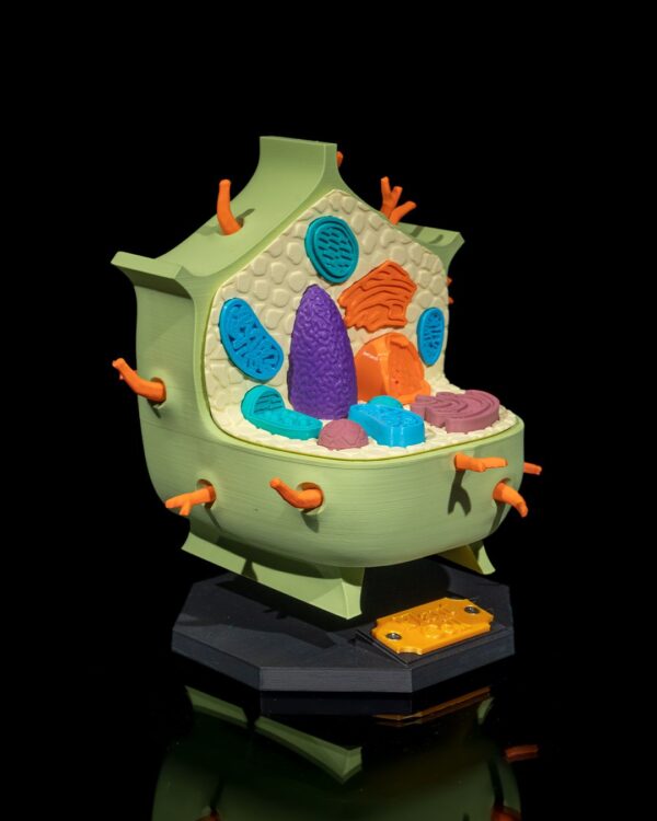 Plant Cell Model - Educational Tool - Image 6