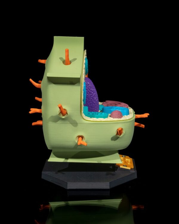 Plant Cell Model - Educational Tool - Image 4