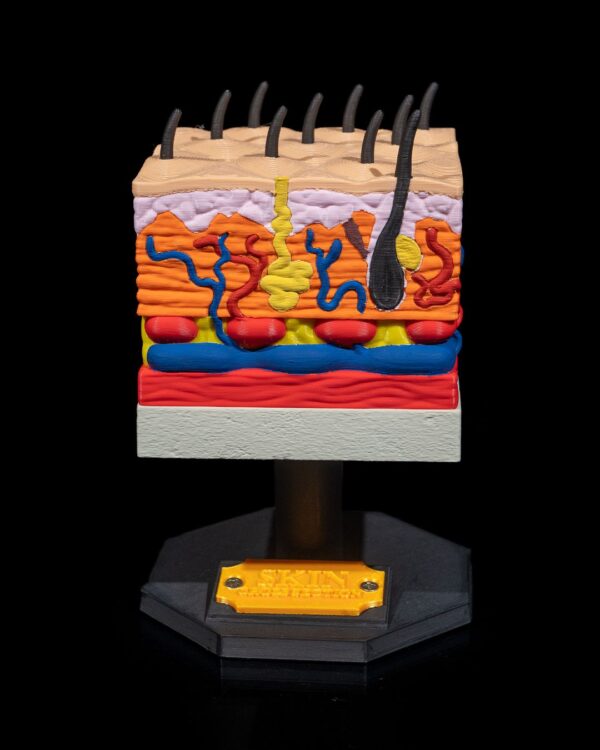 Skin Cross Section Model - Educational Tool - Image 3