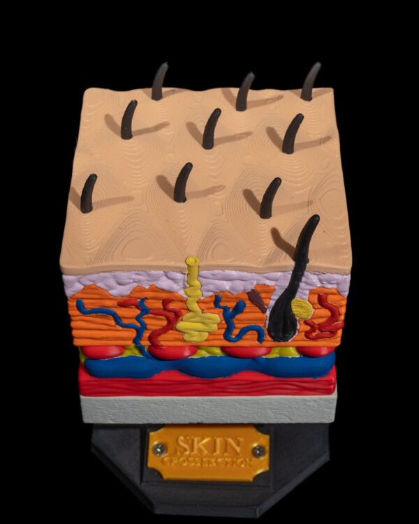 Skin Cross Section Model - Educational Tool - Image 2