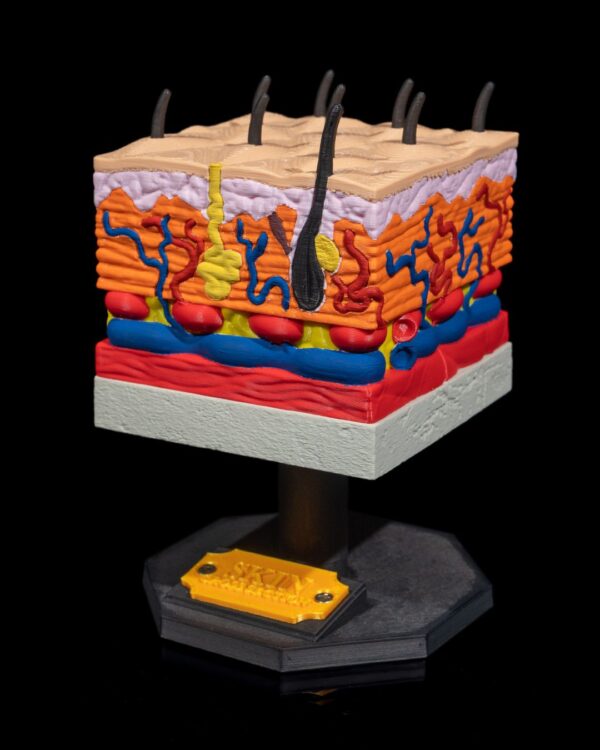 Skin Cross Section Model - Educational Tool - Image 4