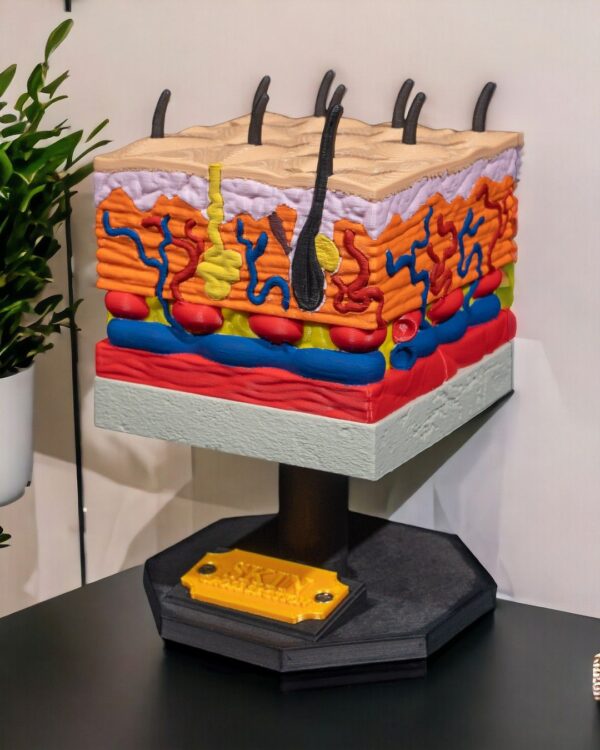 Skin Cross Section Model - Educational Tool