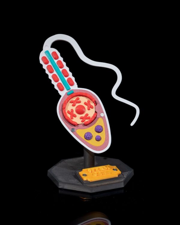 Sperm Cell Model - Educational tool - Image 9