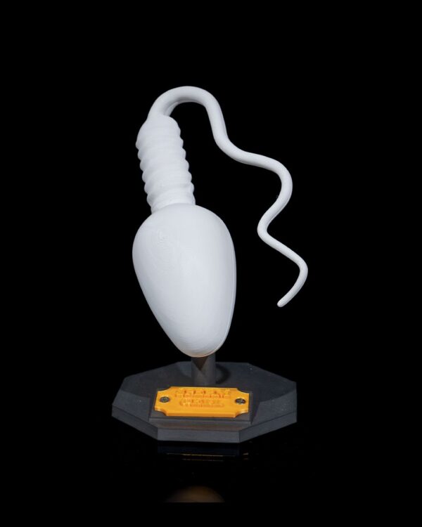 Sperm Cell Model - Educational tool - Image 8