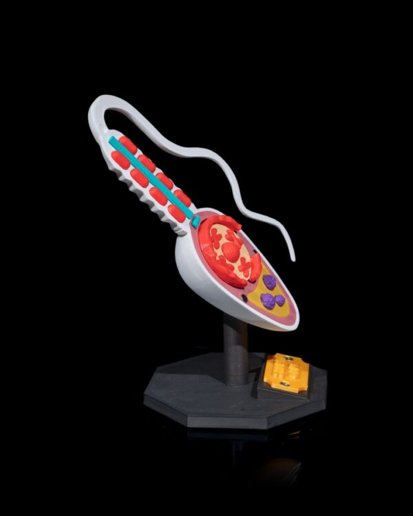 Sperm Cell Model - Educational tool - Image 7