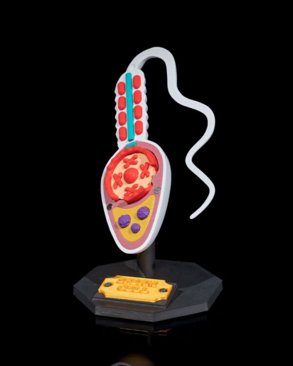 Sperm Cell Model - Educational tool - Image 6