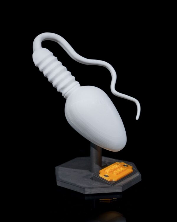 Sperm Cell Model - Educational tool - Image 4