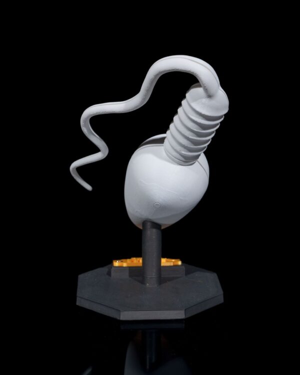 Sperm Cell Model - Educational tool - Image 3