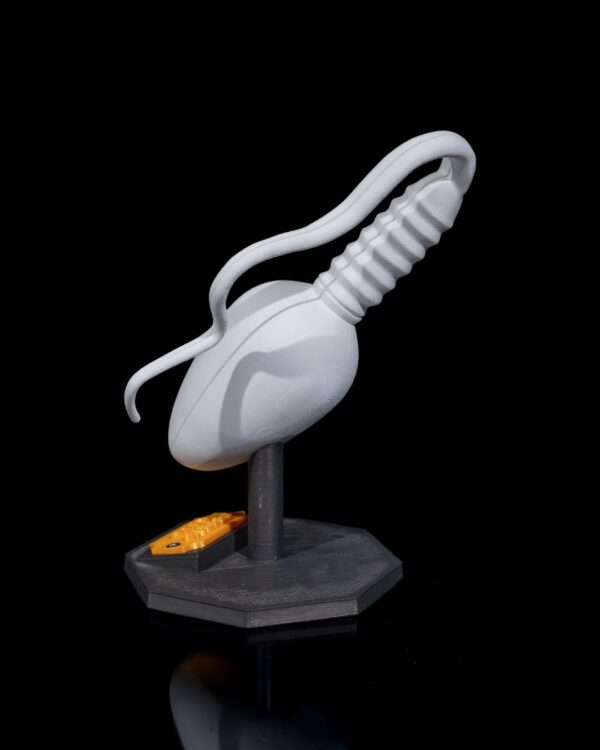 Sperm Cell Model - Educational tool - Image 2