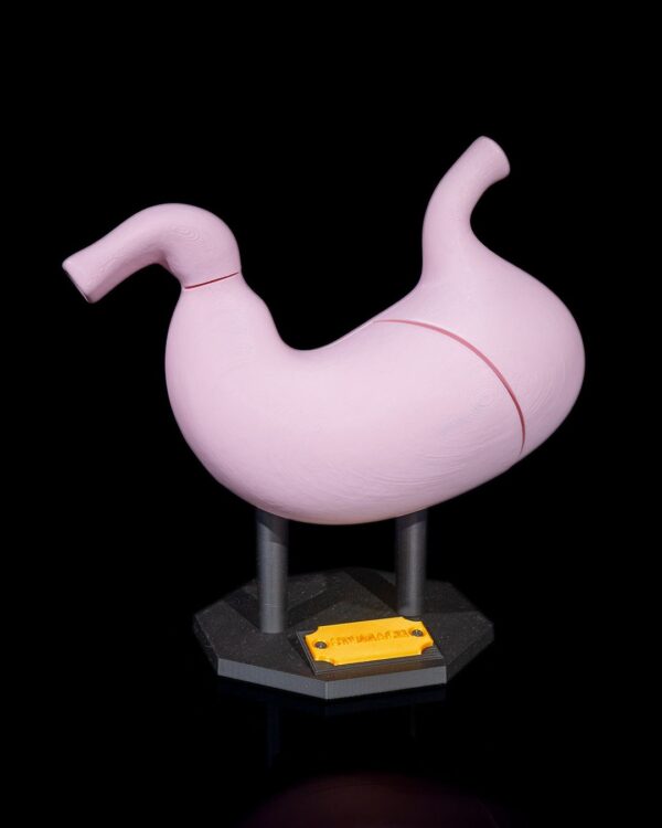 Stomach Anatomical Model - Educational Tool - Image 10