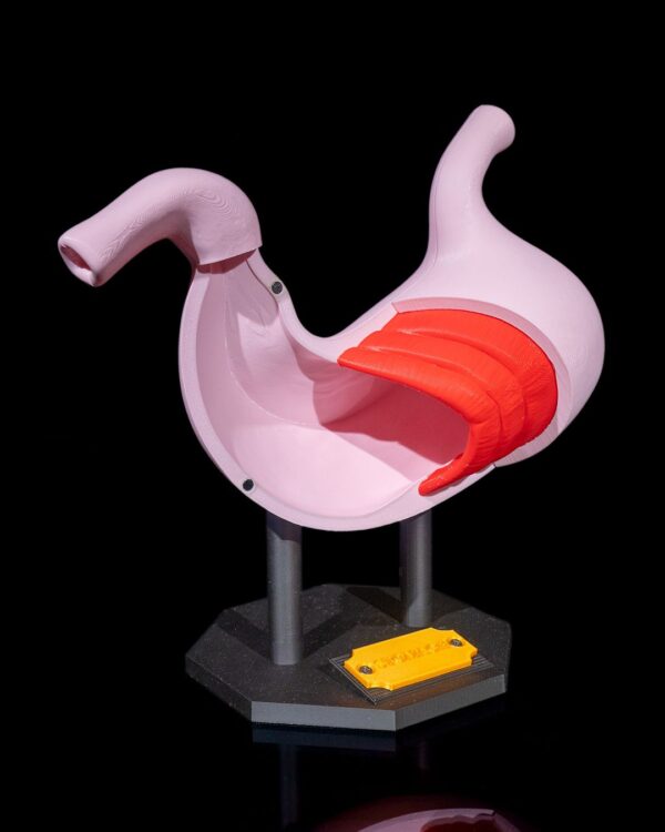 Stomach Anatomical Model - Educational Tool - Image 9