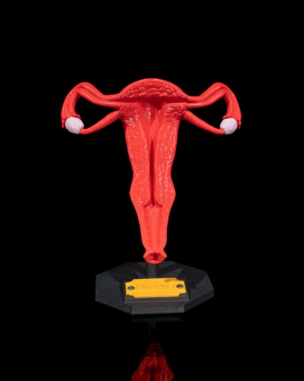 Uterus Model - Educational Tool - Image 2