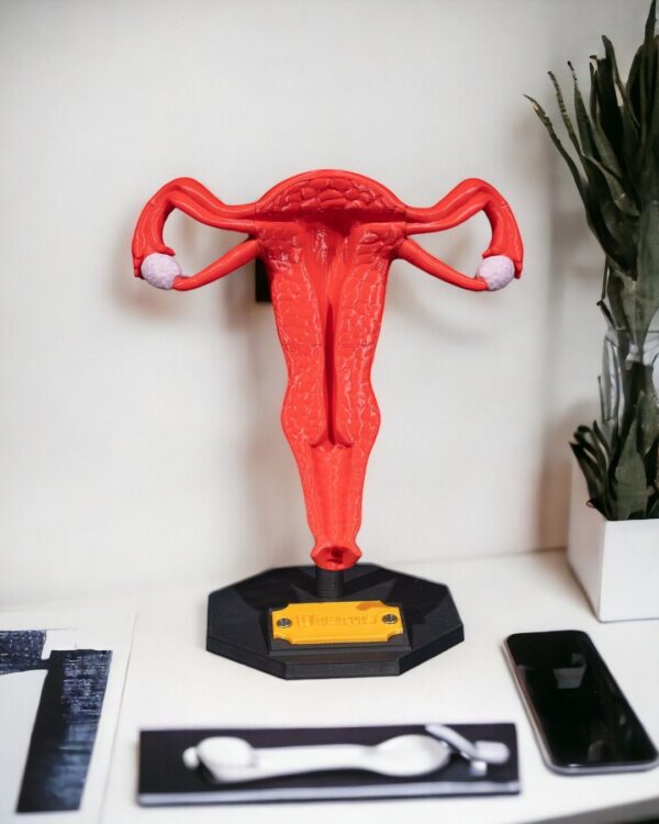 Uterus Model - Educational Tool - Image 10