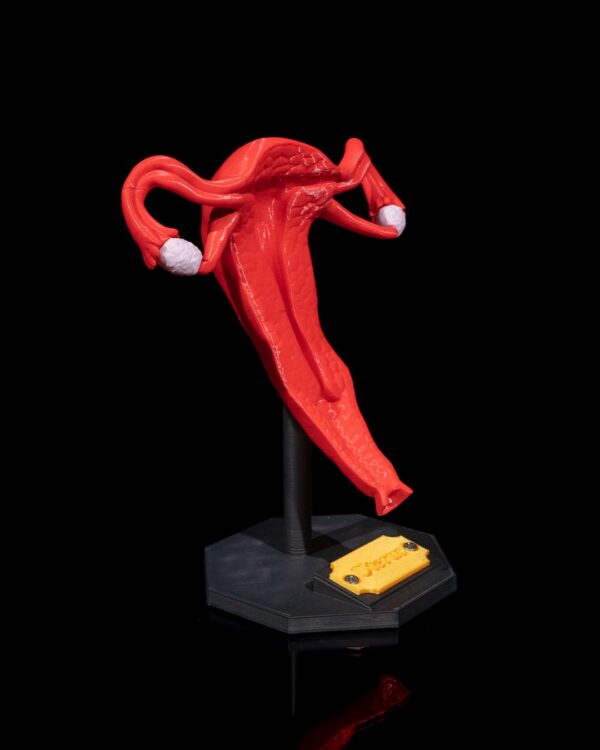 Uterus Model - Educational Tool - Image 9