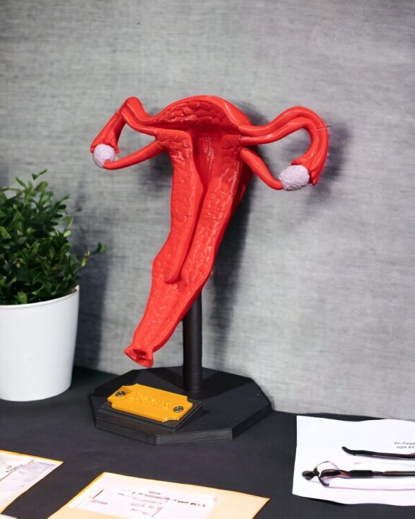 Uterus Model - Educational Tool - Image 6