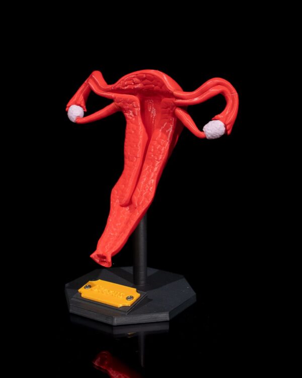 Uterus Model - Educational Tool - Image 7